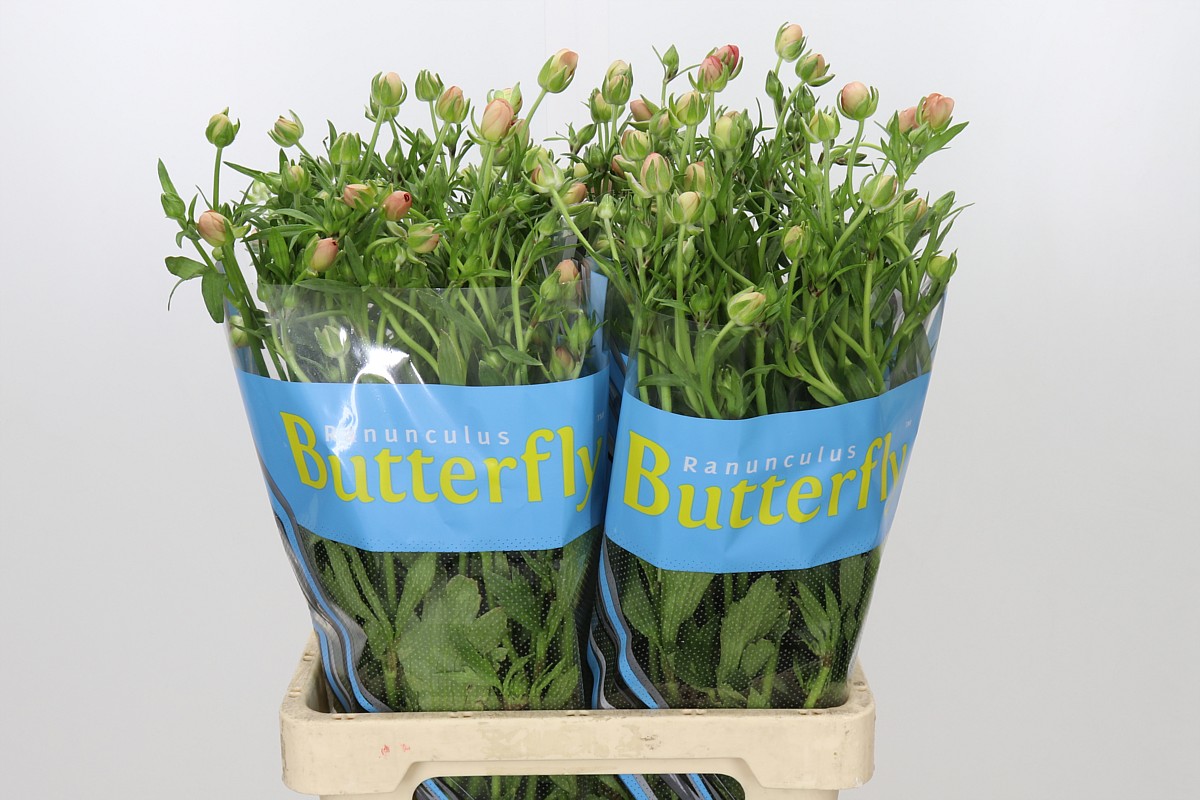 Ranunculus Butterfly Eris 70cm