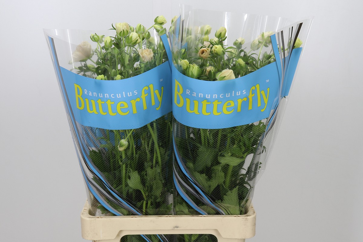 Ranunculus Butterfly Melissa 70cm