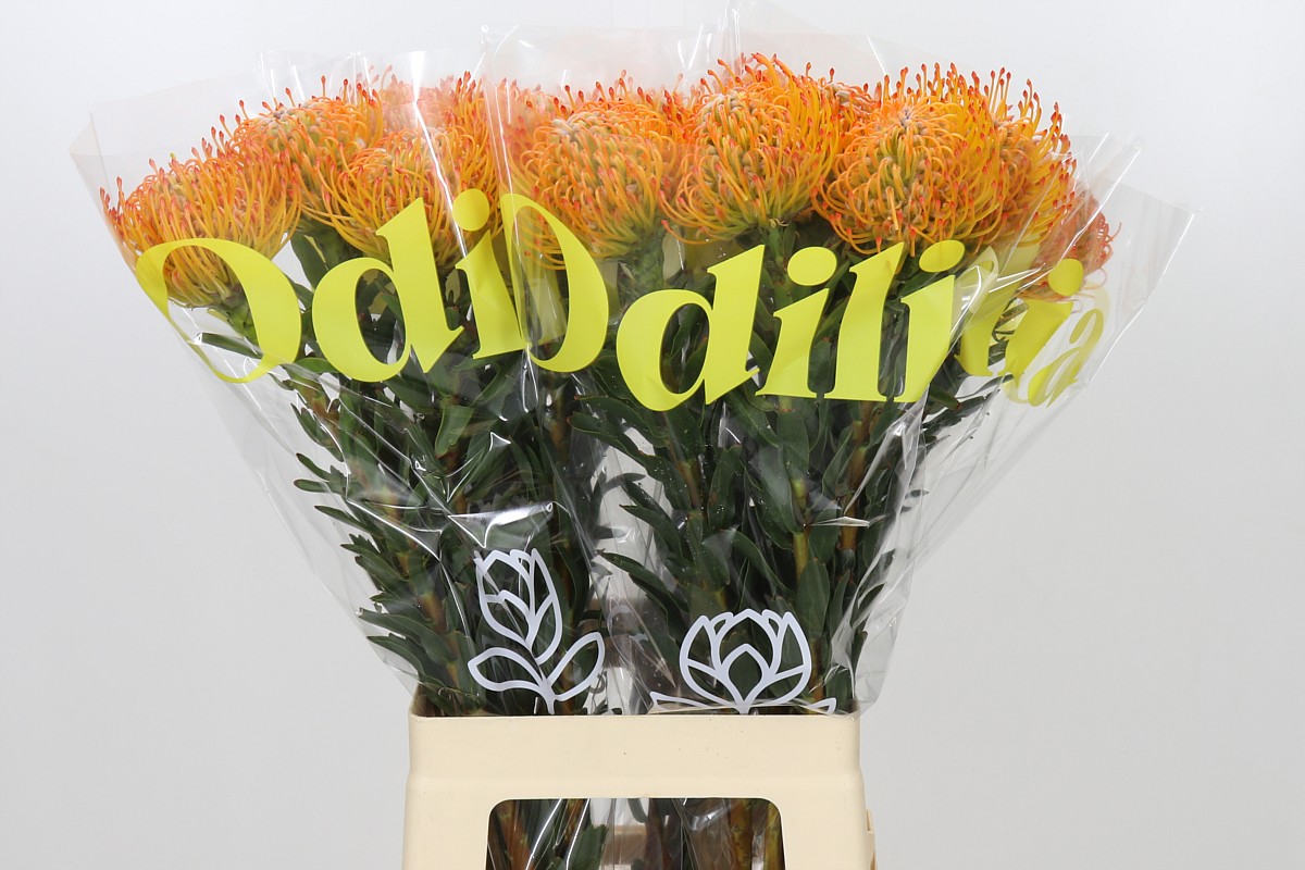 Leucospermum Ayoba Sun 70cm