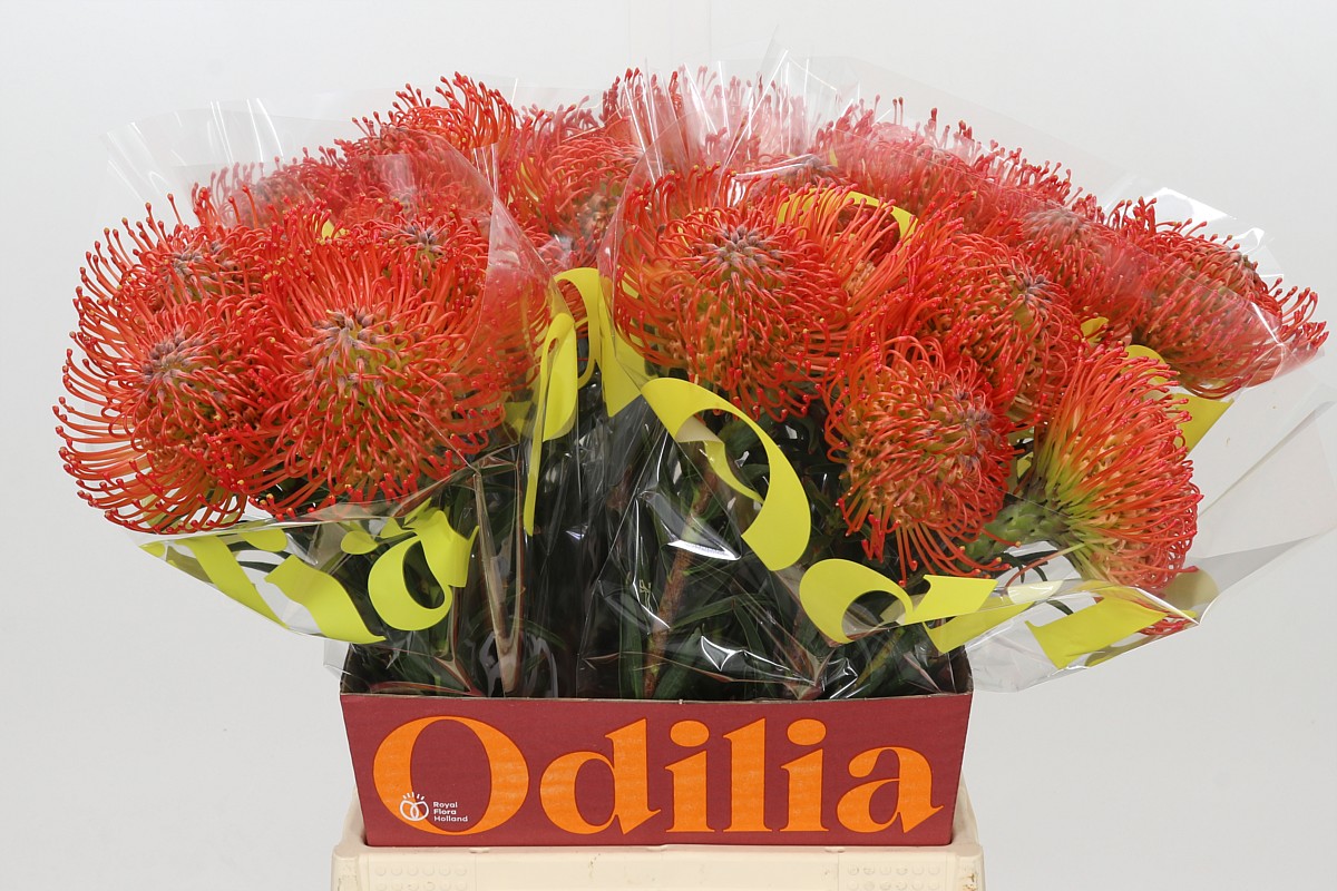 Leucospermum Succession 50cm