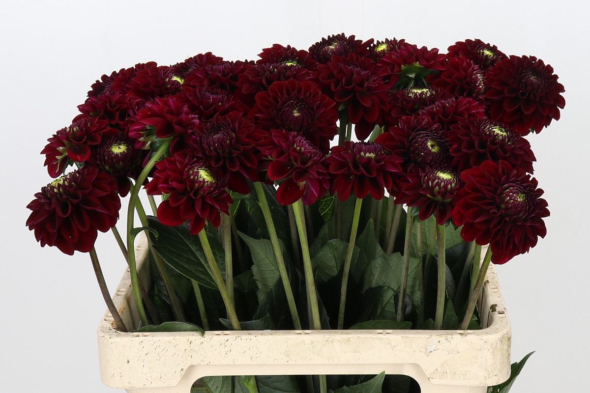 Dahlia Black Fox 60cm