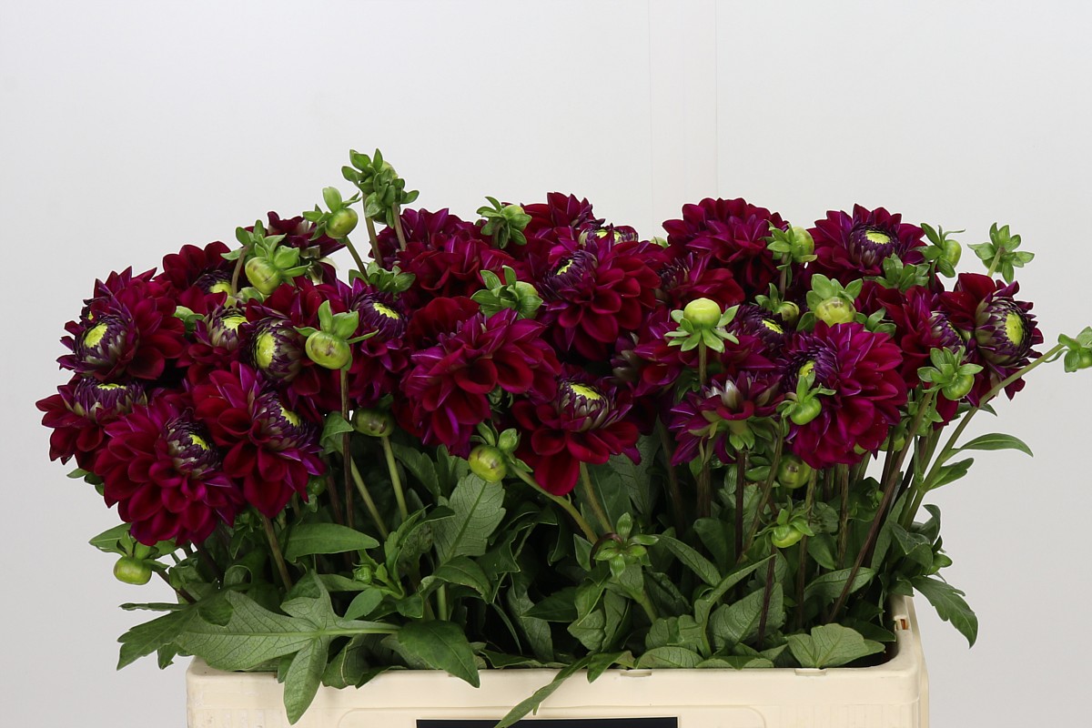 Dahlia 50cm