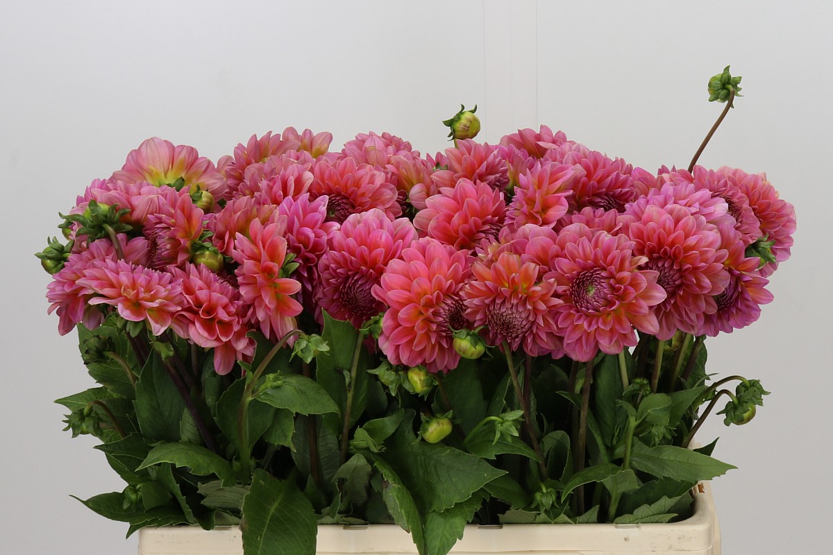 Dahlia Pink Runner 50cm