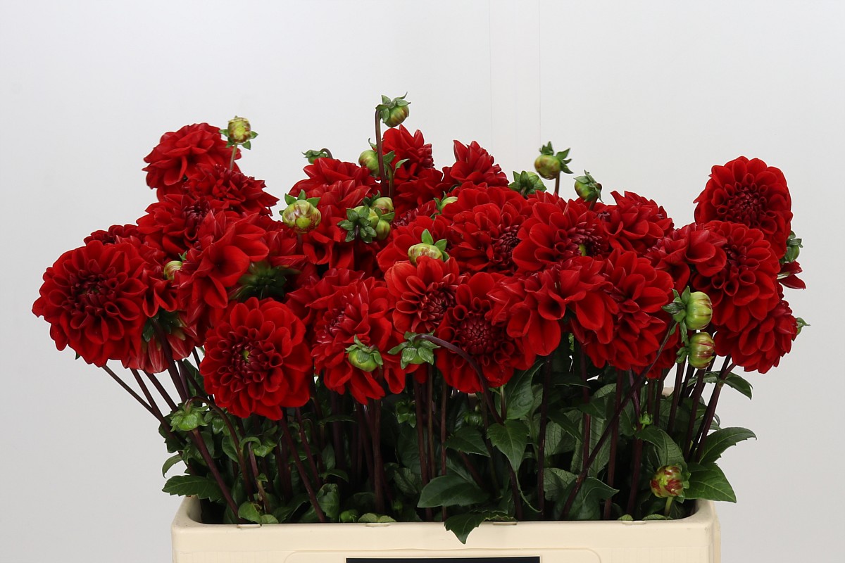 Dahlia 50cm