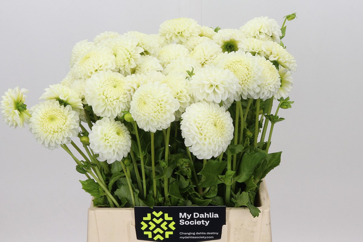 Dahlia Reycroft Jan 45cm