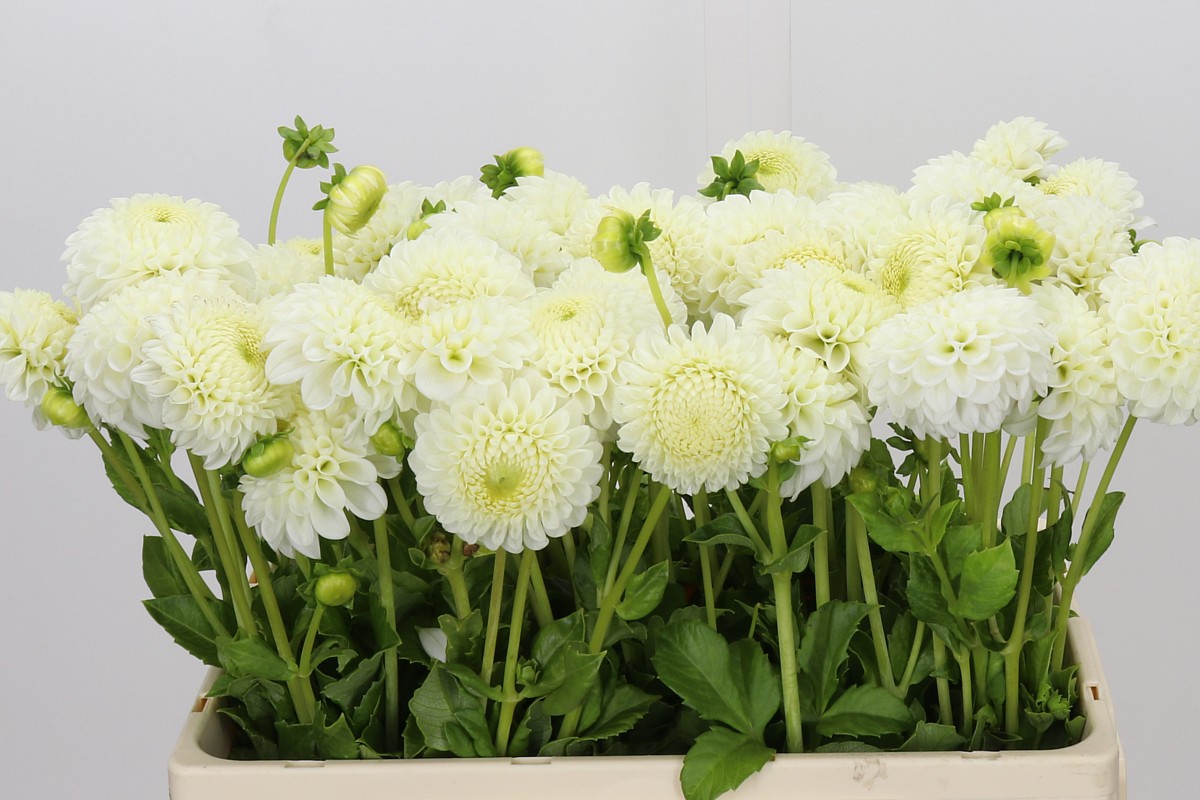 Dahlia Reycroft Jan 50cm