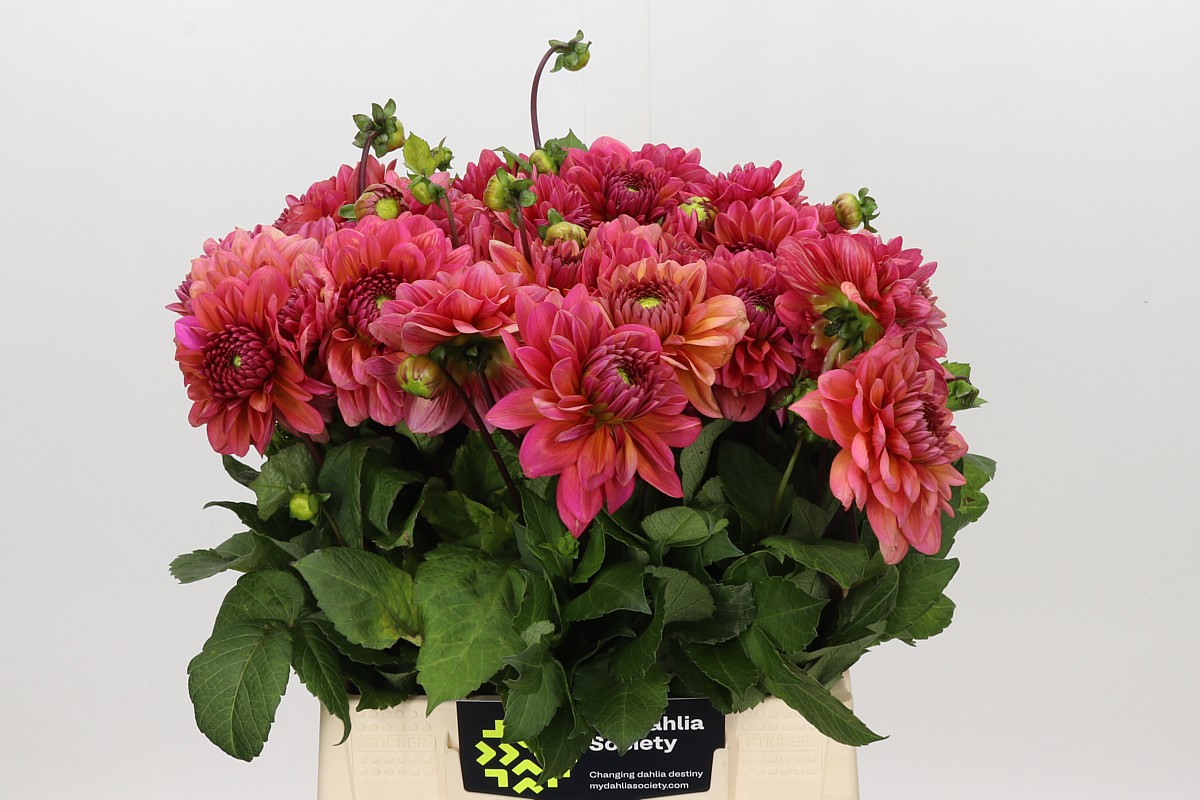 Dahlia Sal Runner 45cm