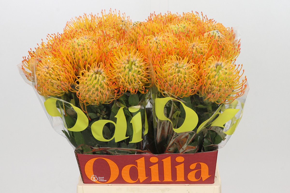 Leucospermum Ayoba Sun 50cm