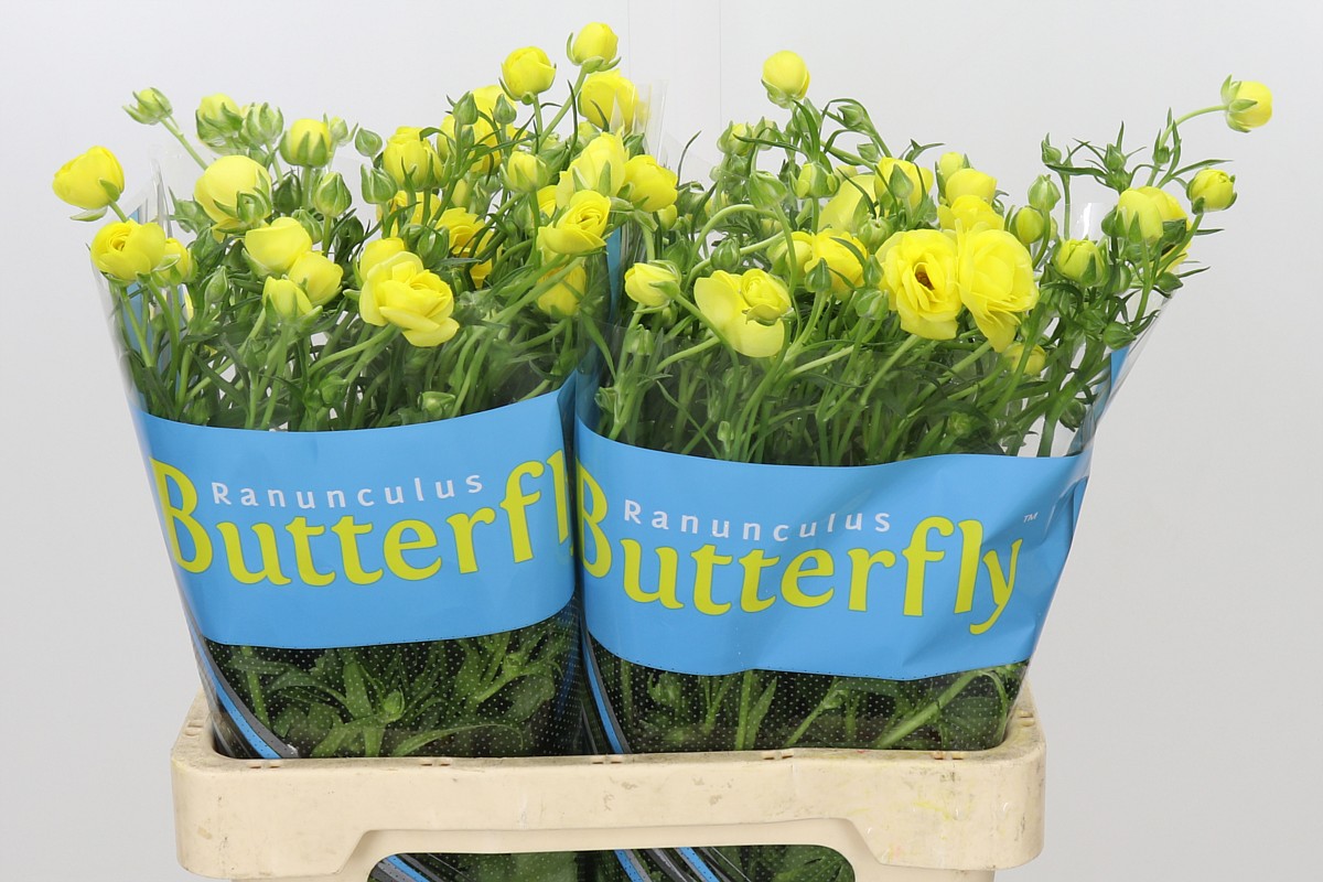 Ranunculus Butterfly Phytalo 70cm