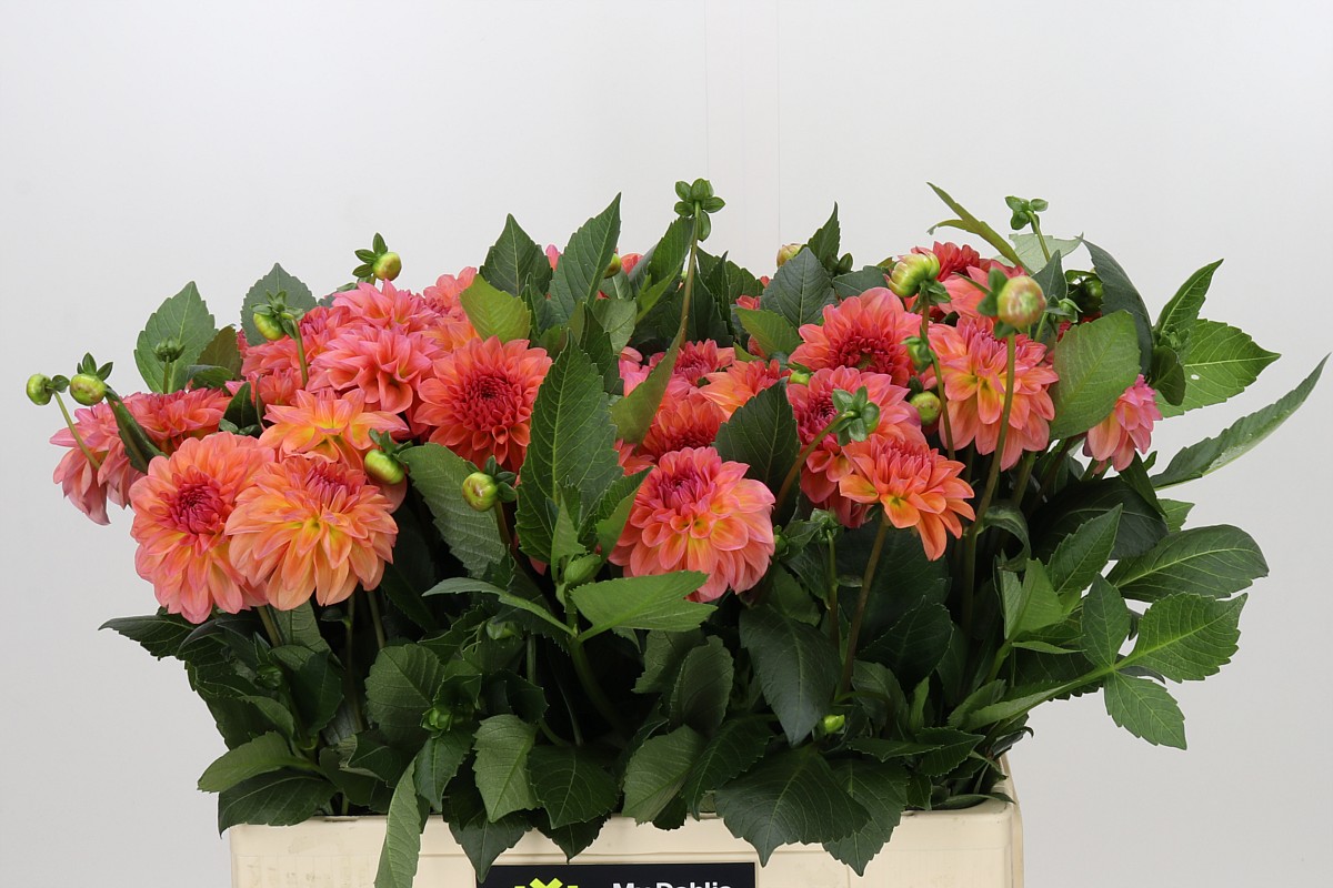 Dahlia Dec Sebastian 50cm