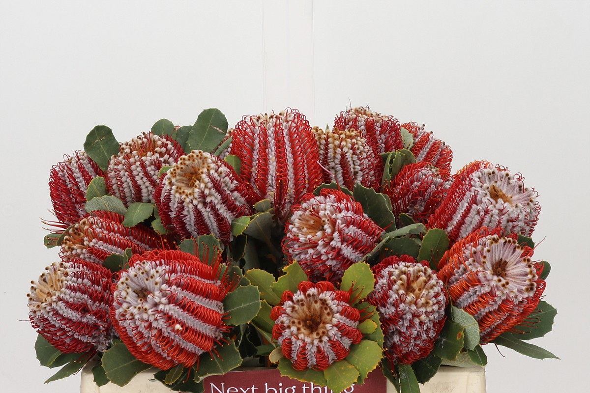 Banksia Coccinea 35cm