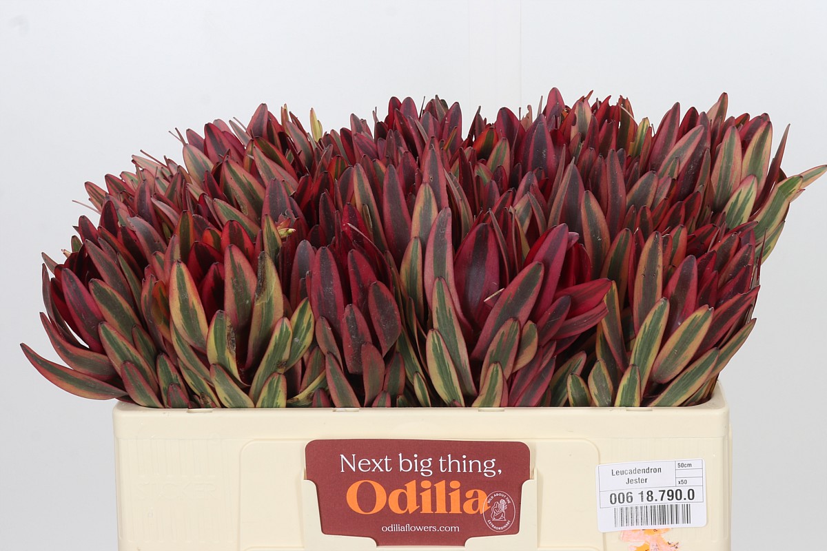 Leucadendron Jester 50cm