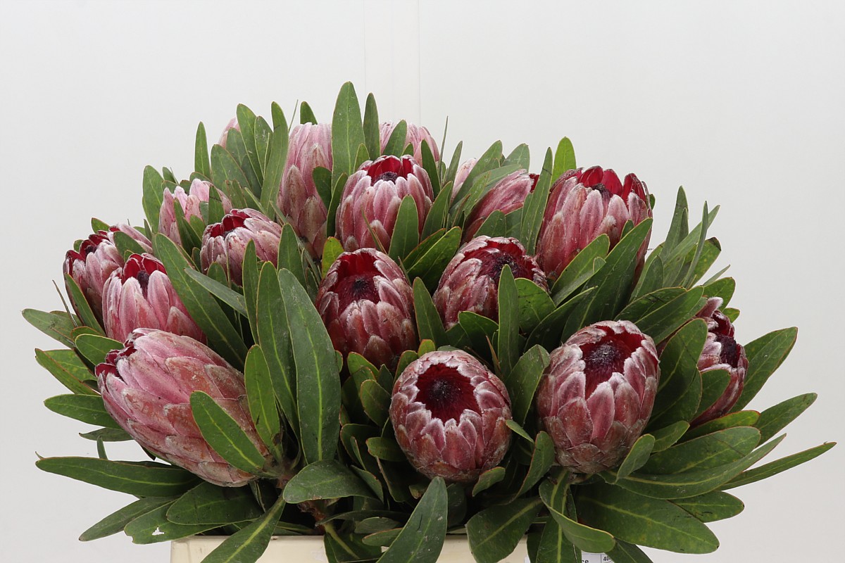 Protea Pink Ice 40cm