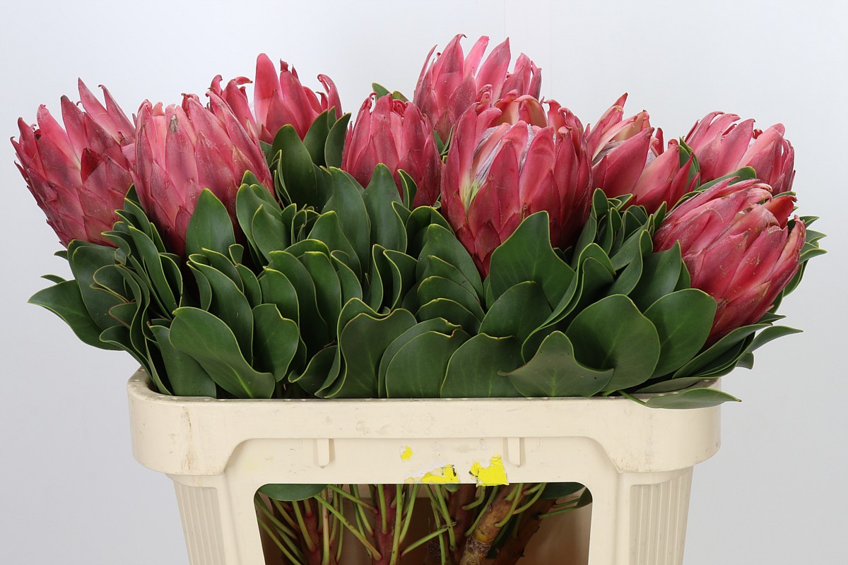 Protea Red Rex 70cm