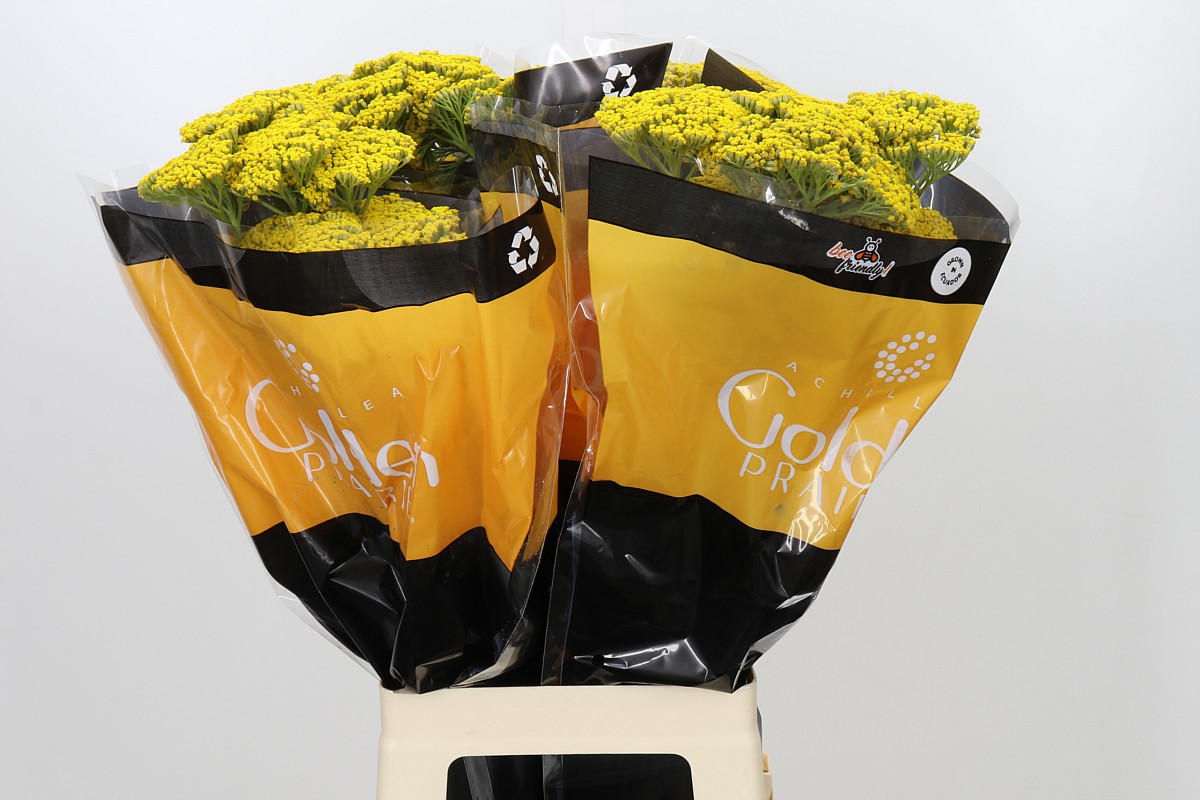 Achillea 70cm
