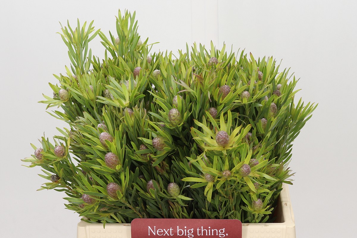 Leucad Lime Green 40cm
