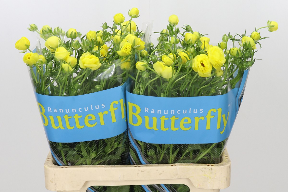 Ranunculus Butterfly Phytalo 60cm