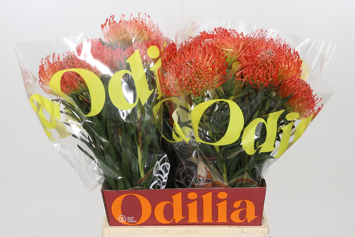 Leucospermum Succession 50cm