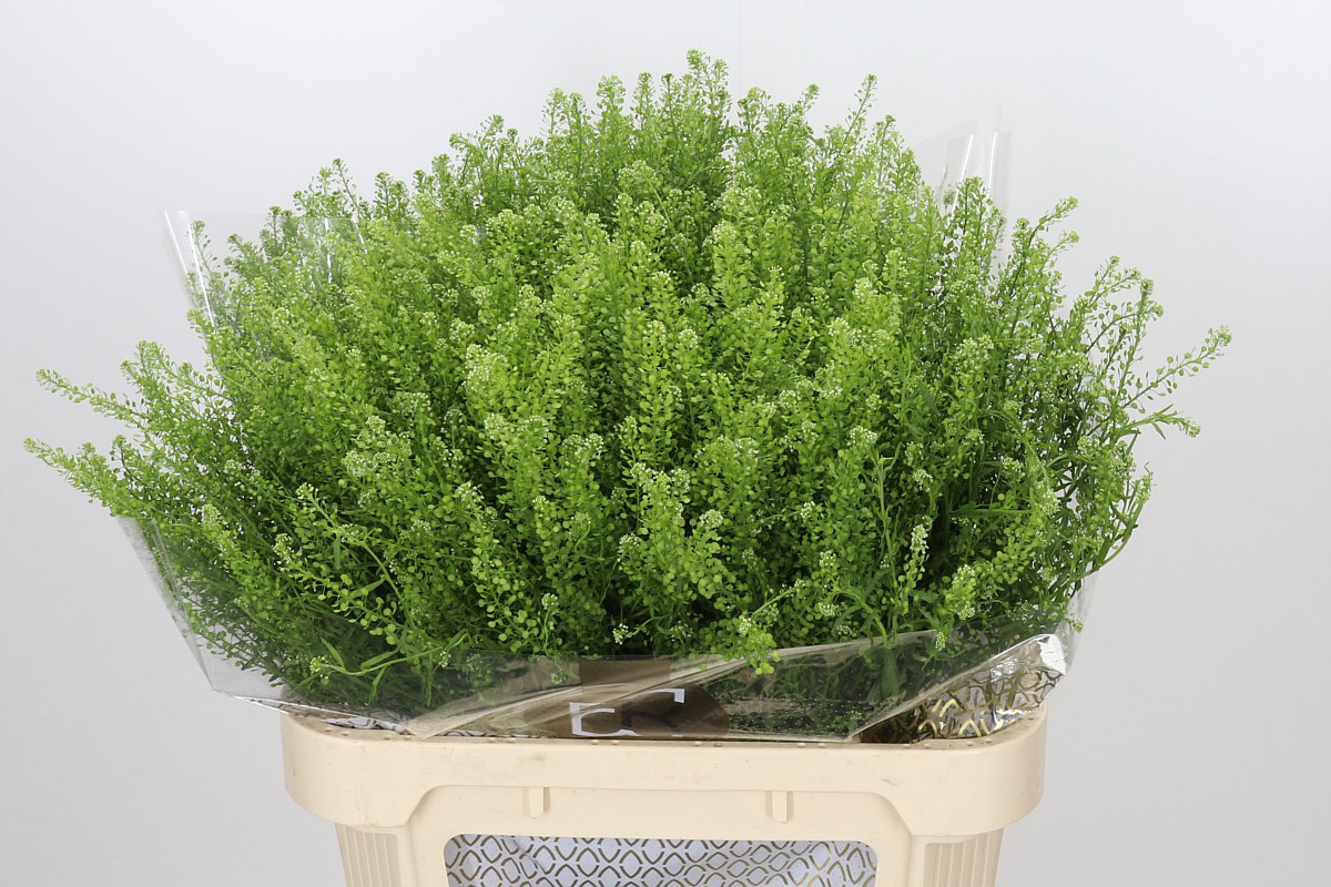 Lepidium Green Dragon 80cm 30gram