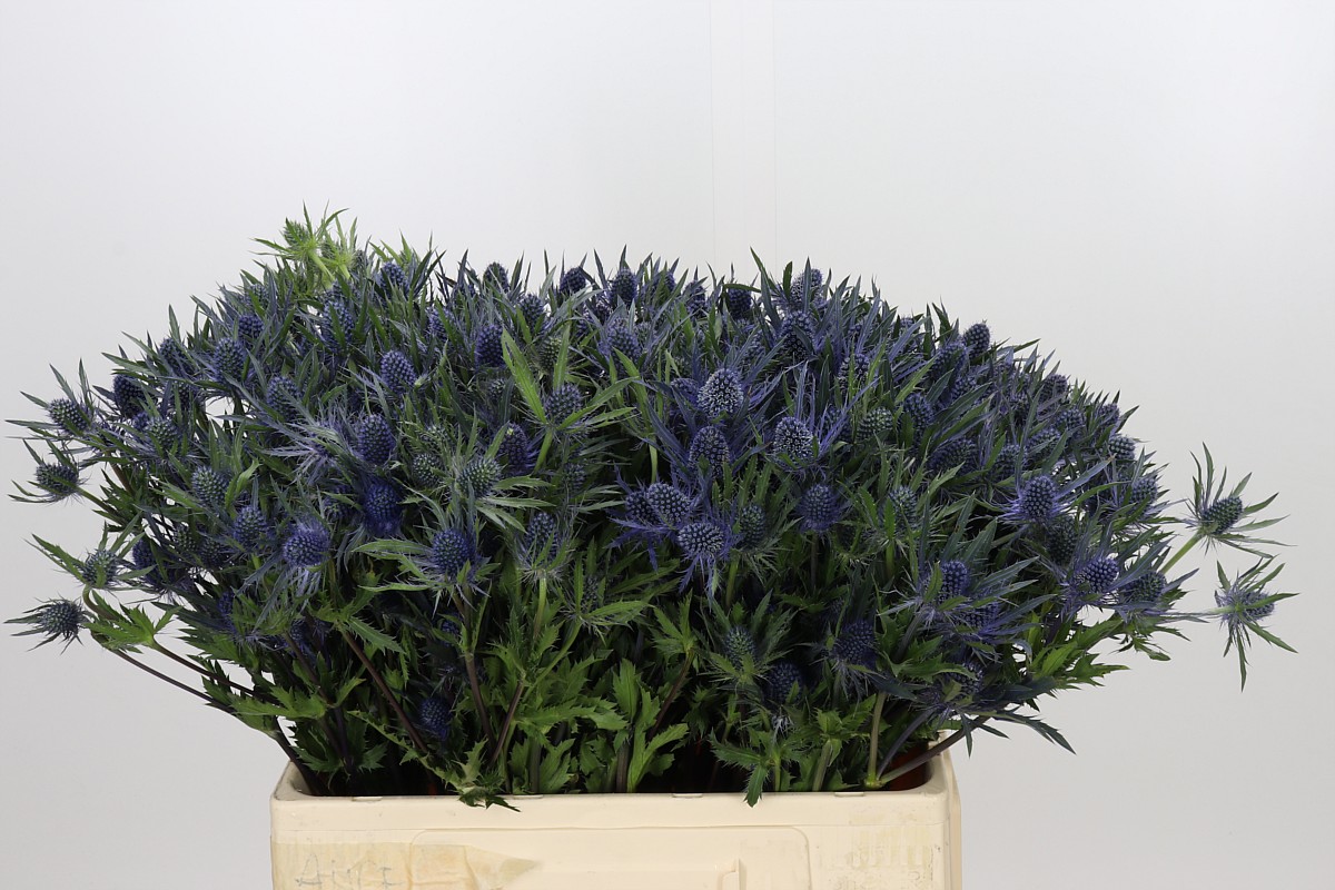 Eryngium Planum 60cm