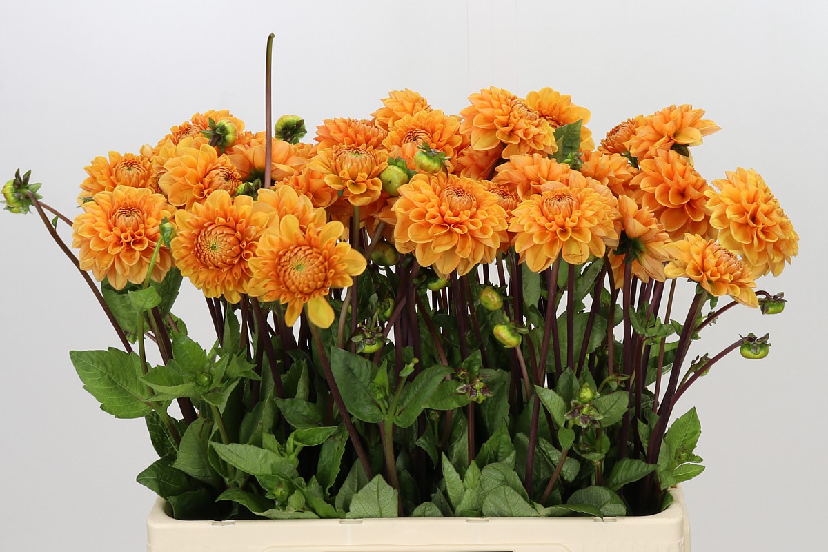 Dahlia Sylvia 50cm