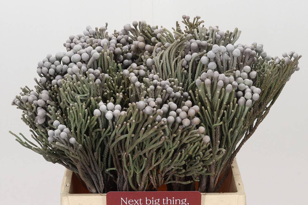 Brunia Silver Bunch 40cm