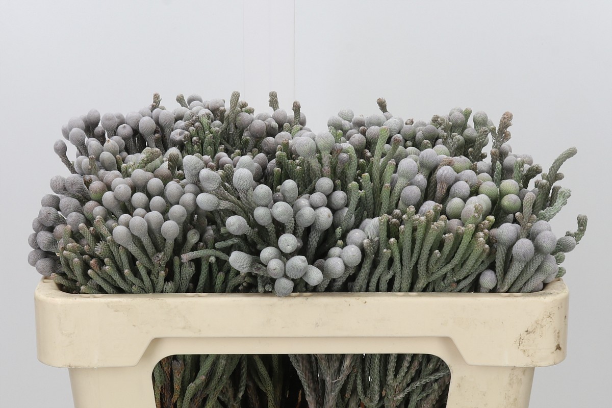 Brunia Silver Bunch 50cm