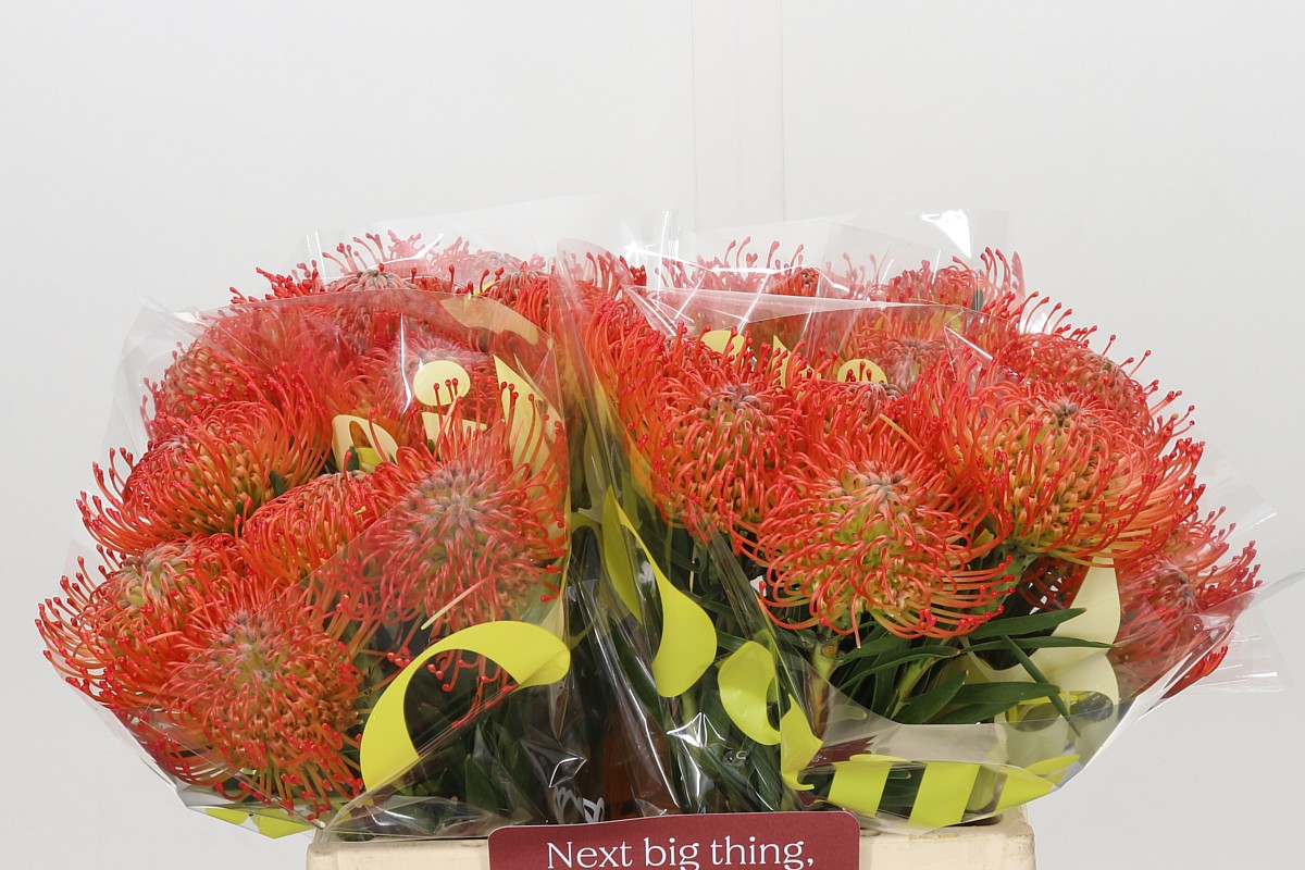 Leucospermum Succession 40cm