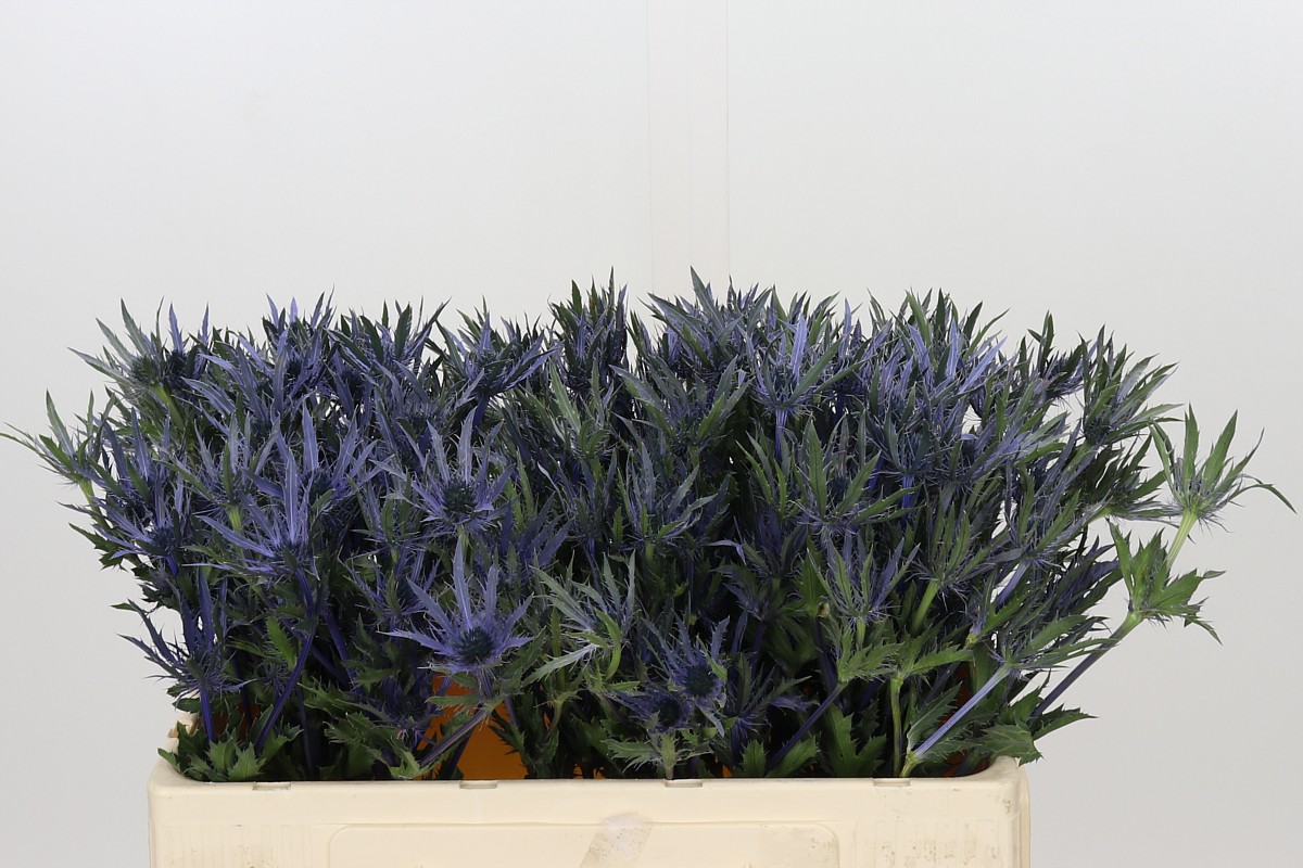 Eryngium Planum 50cm