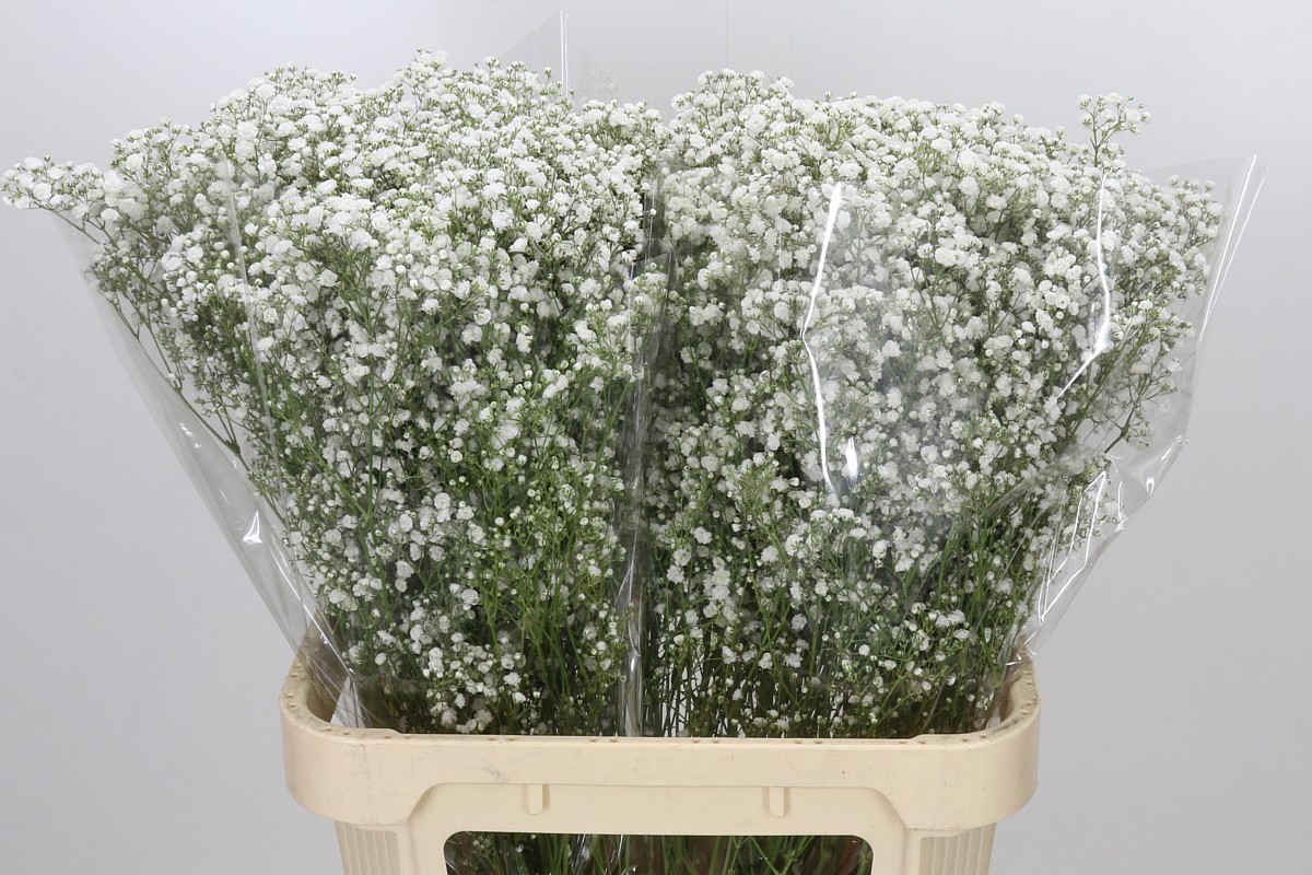 Gypsophila Xlence White 80cm 40gram