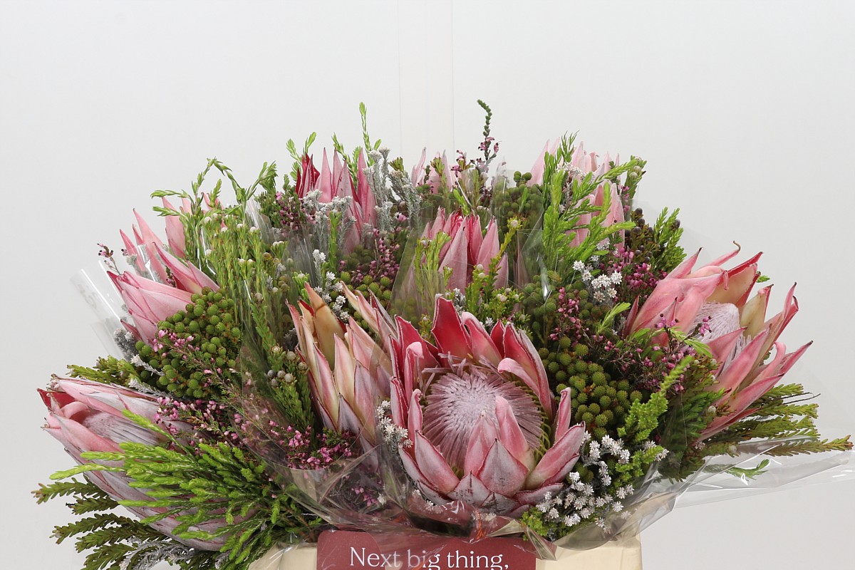 Protea Bouquet Per Bunch 40cm