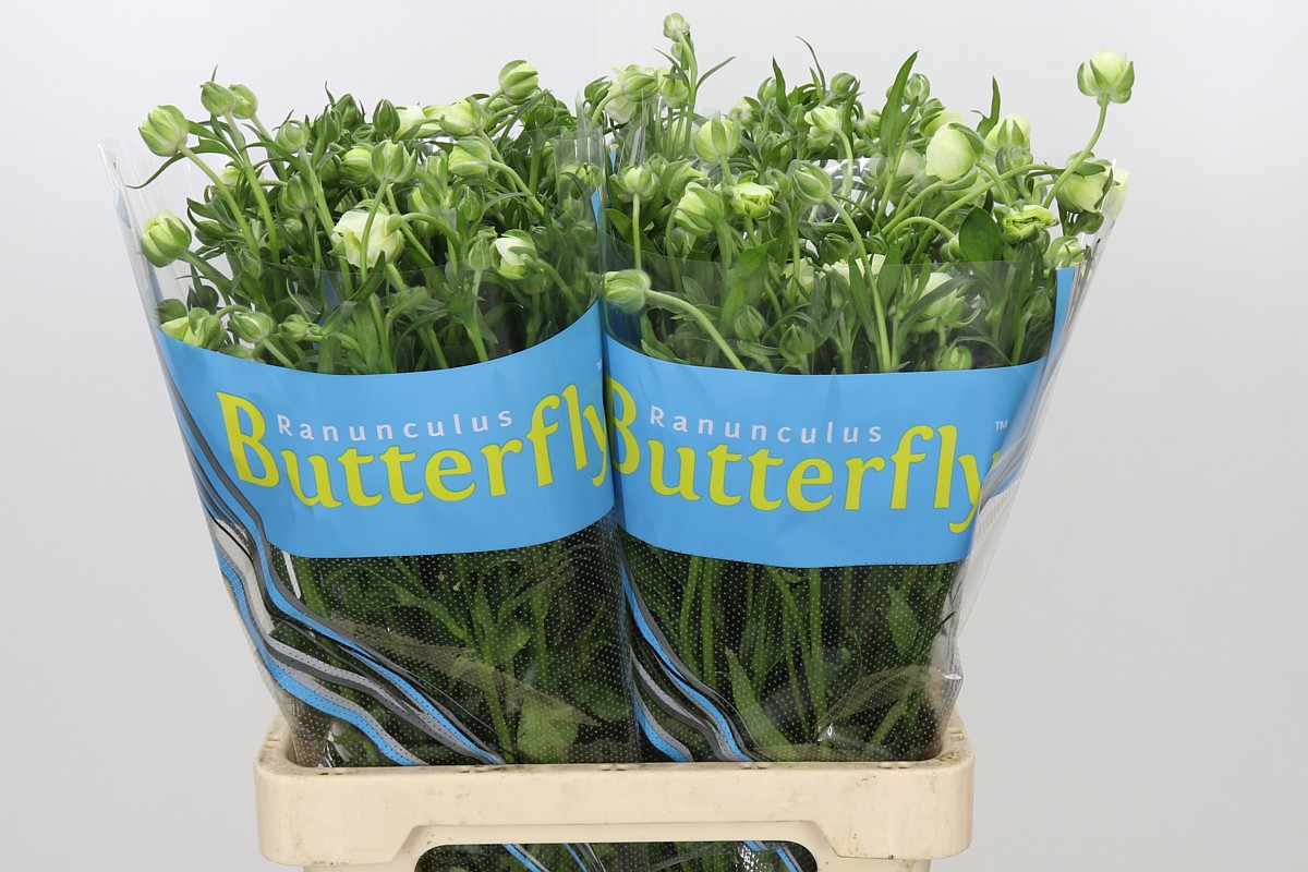Ranunculus Butterfly Keramo 70cm