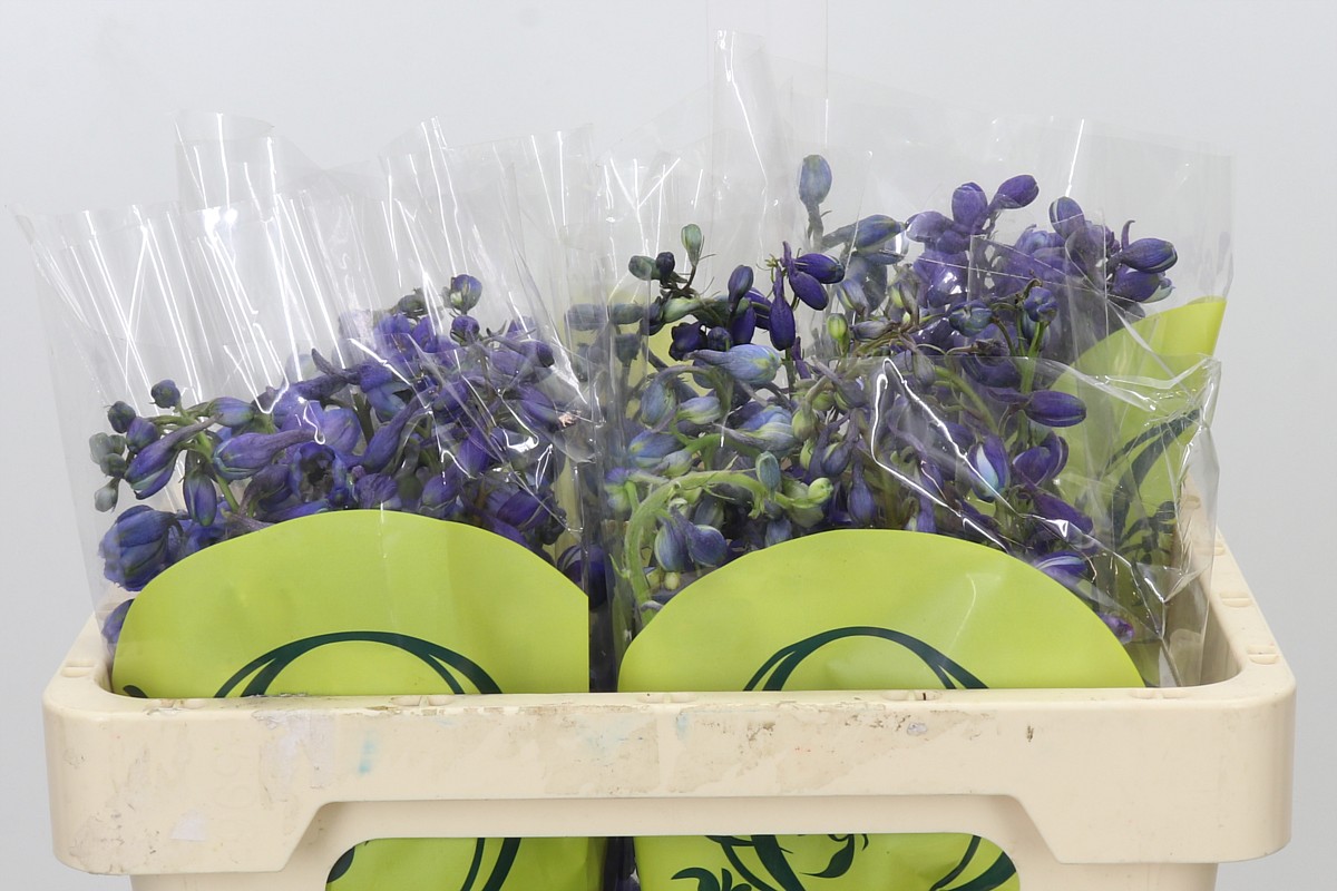 Delphinium Black Knigh 50cm