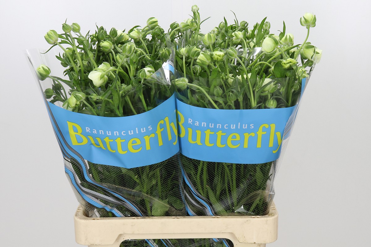 Ranunculus Butterfly Keramo 70cm
