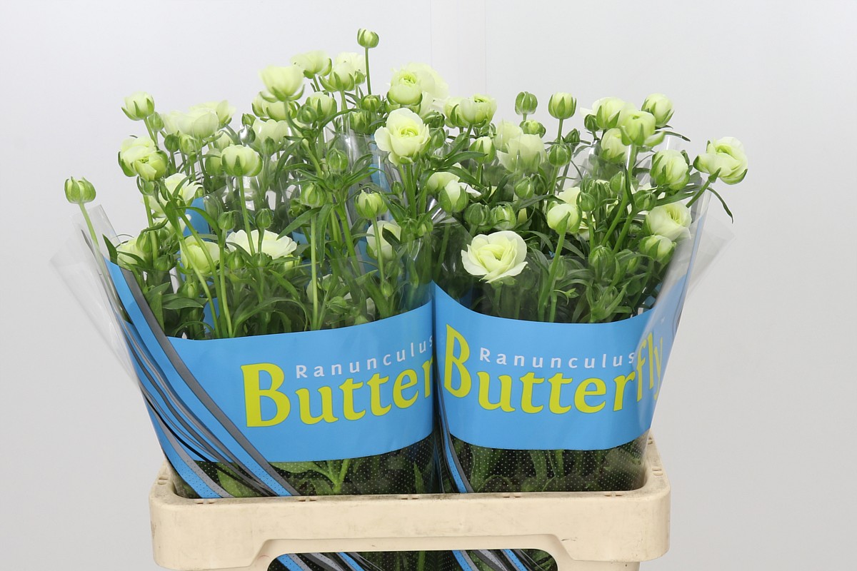 Ranuncules Butterfly Graces 70cm