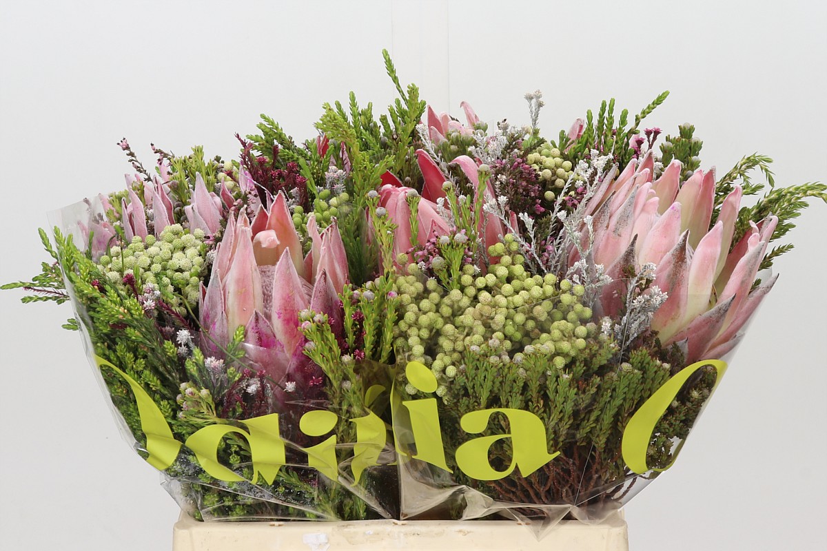 Protea Bouquet Per Bunch 40cm