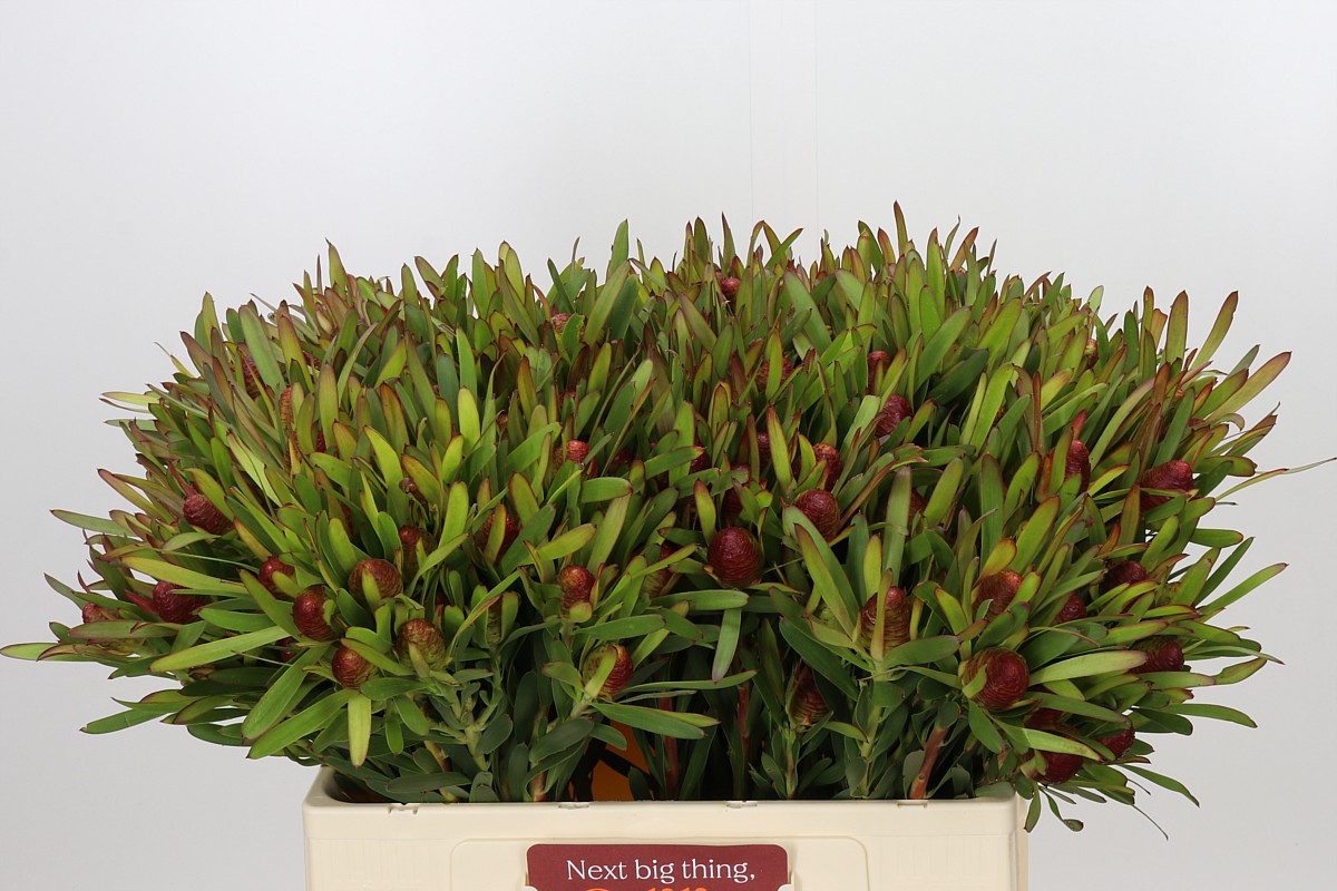 Leucad Ayoba Ch Pear 50cm