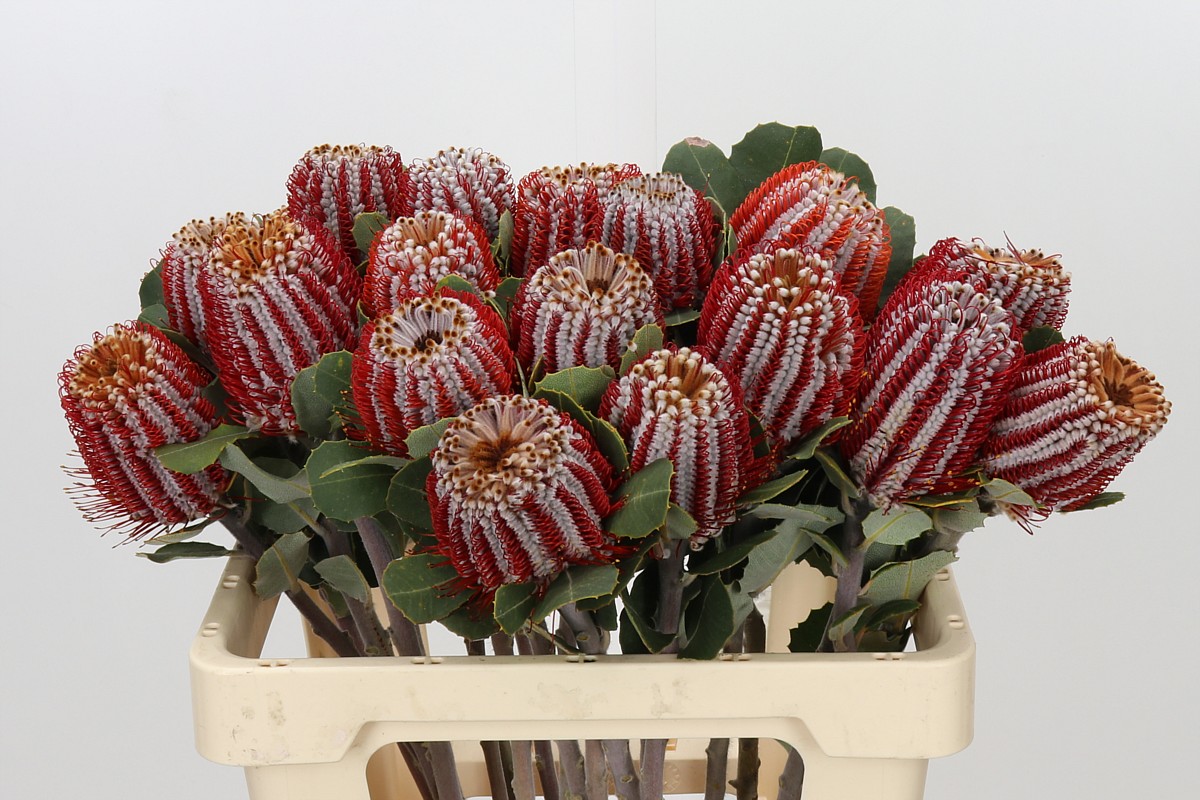 Banksia Coccinea 60cm
