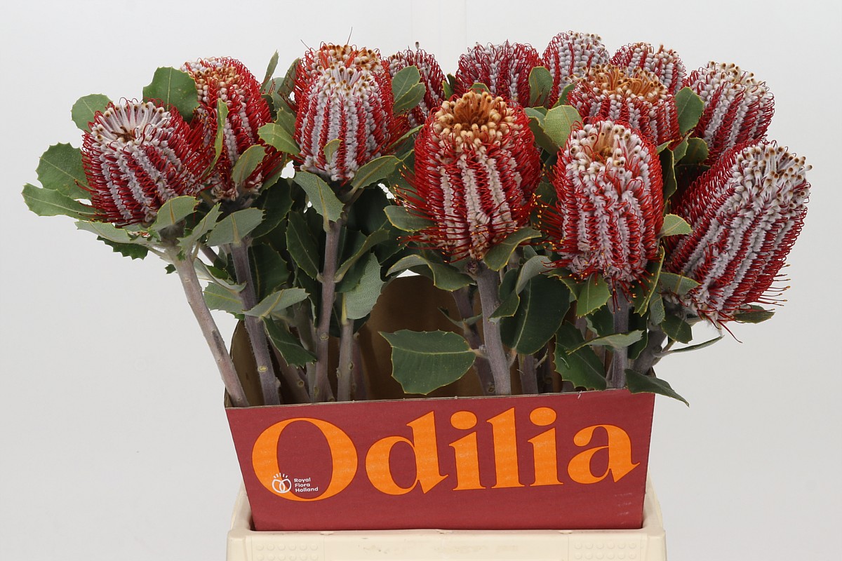 Banksia Coccinea 50cm