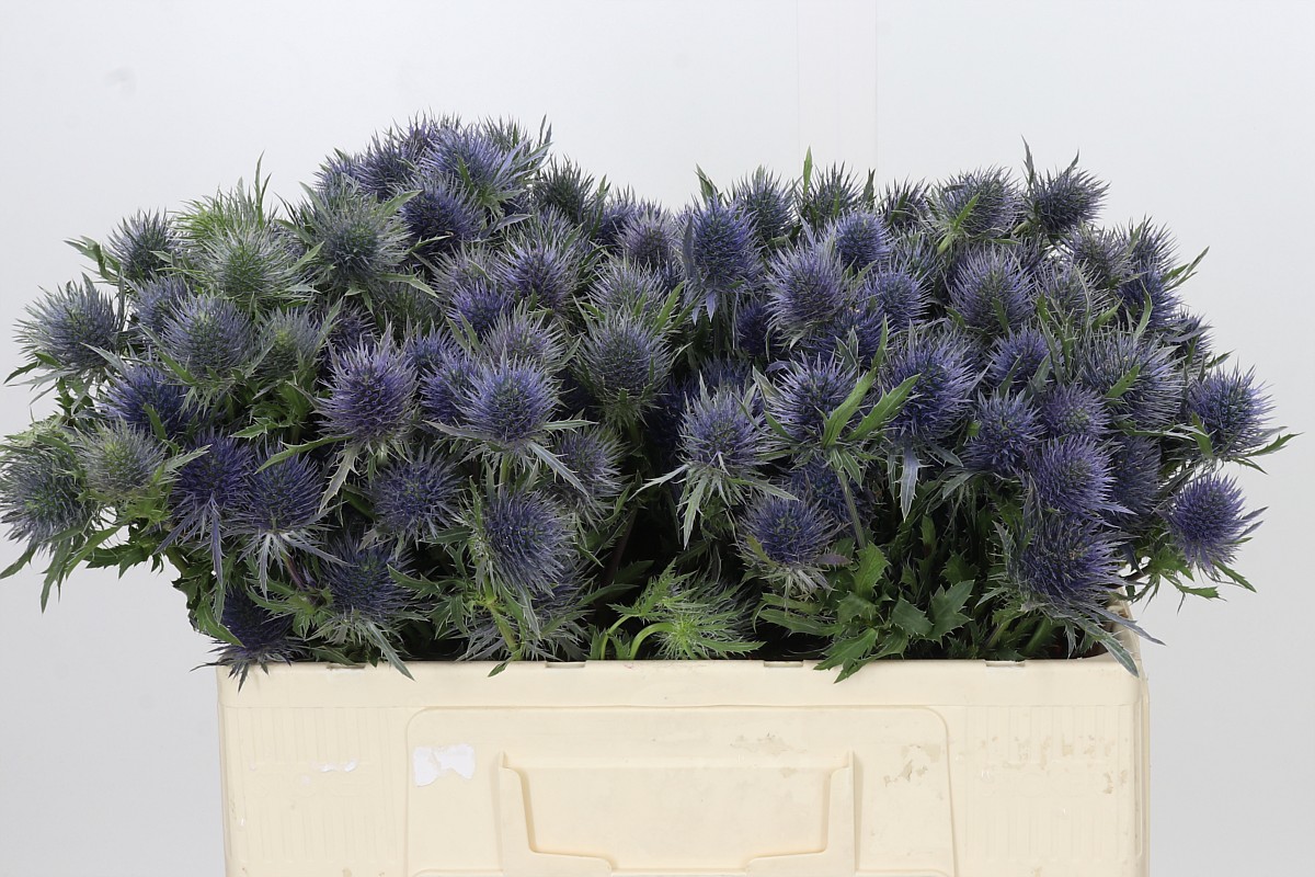 Eryngium Anita 50cm