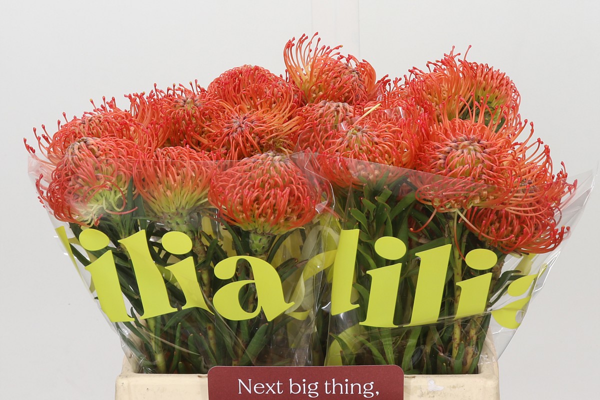 Leucospermum Succession 40cm