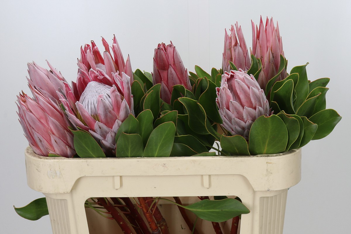 Protea Cynaroides 70cm