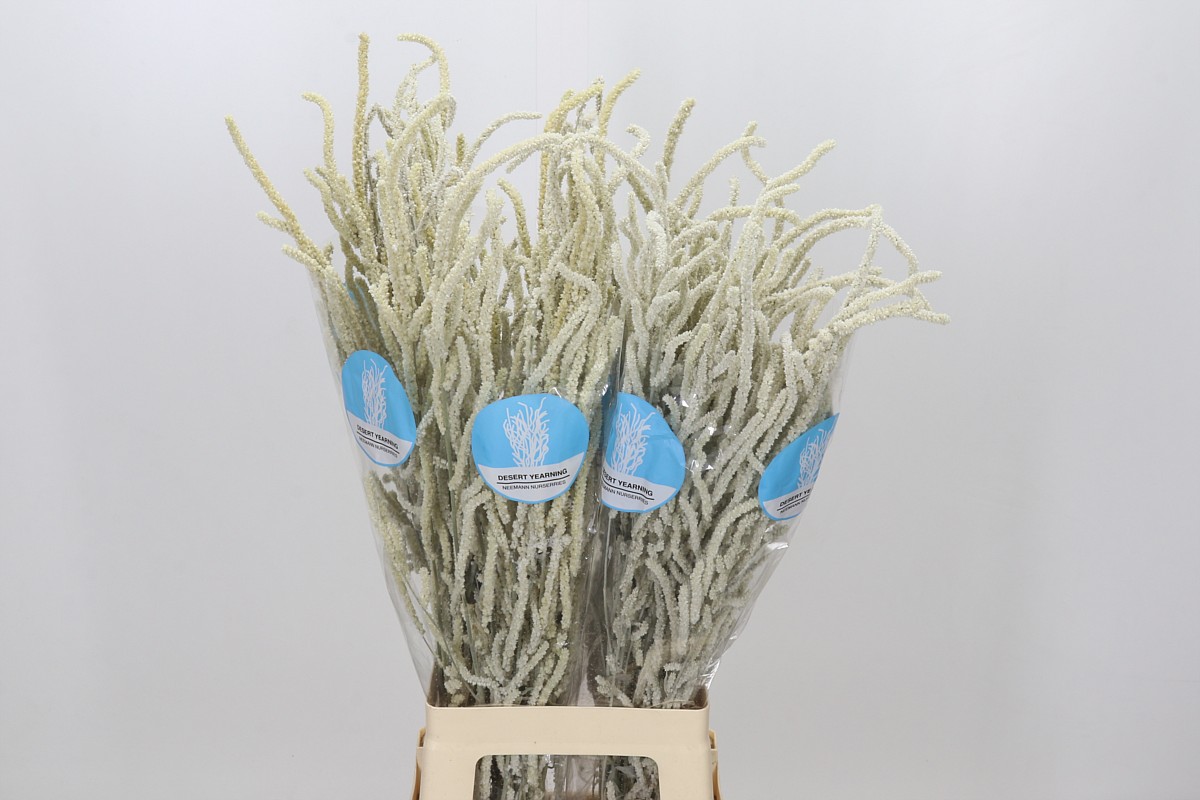 Amaranthus Yearming Desert 80cm