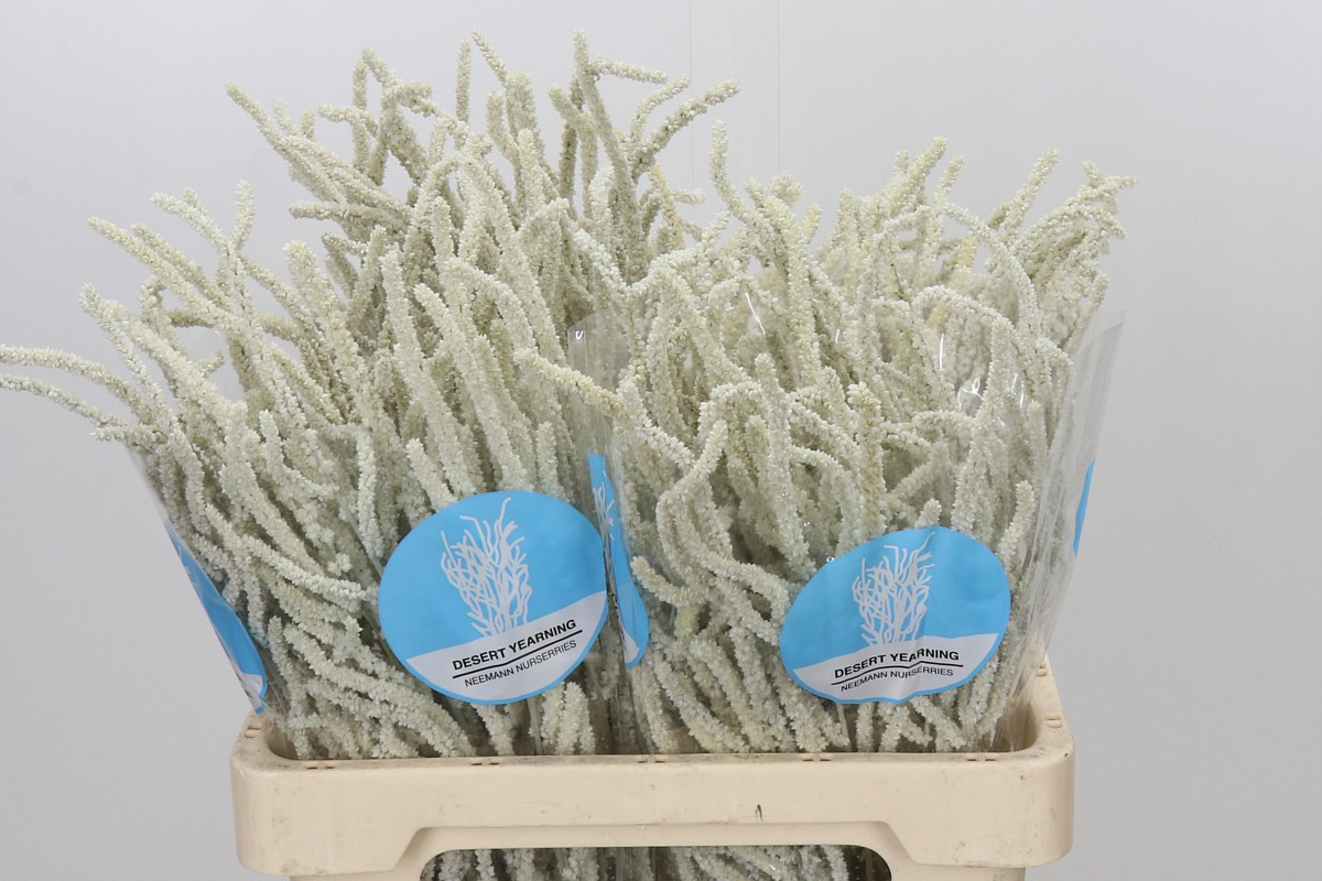 Amaranthus Yearming Desert 60cm