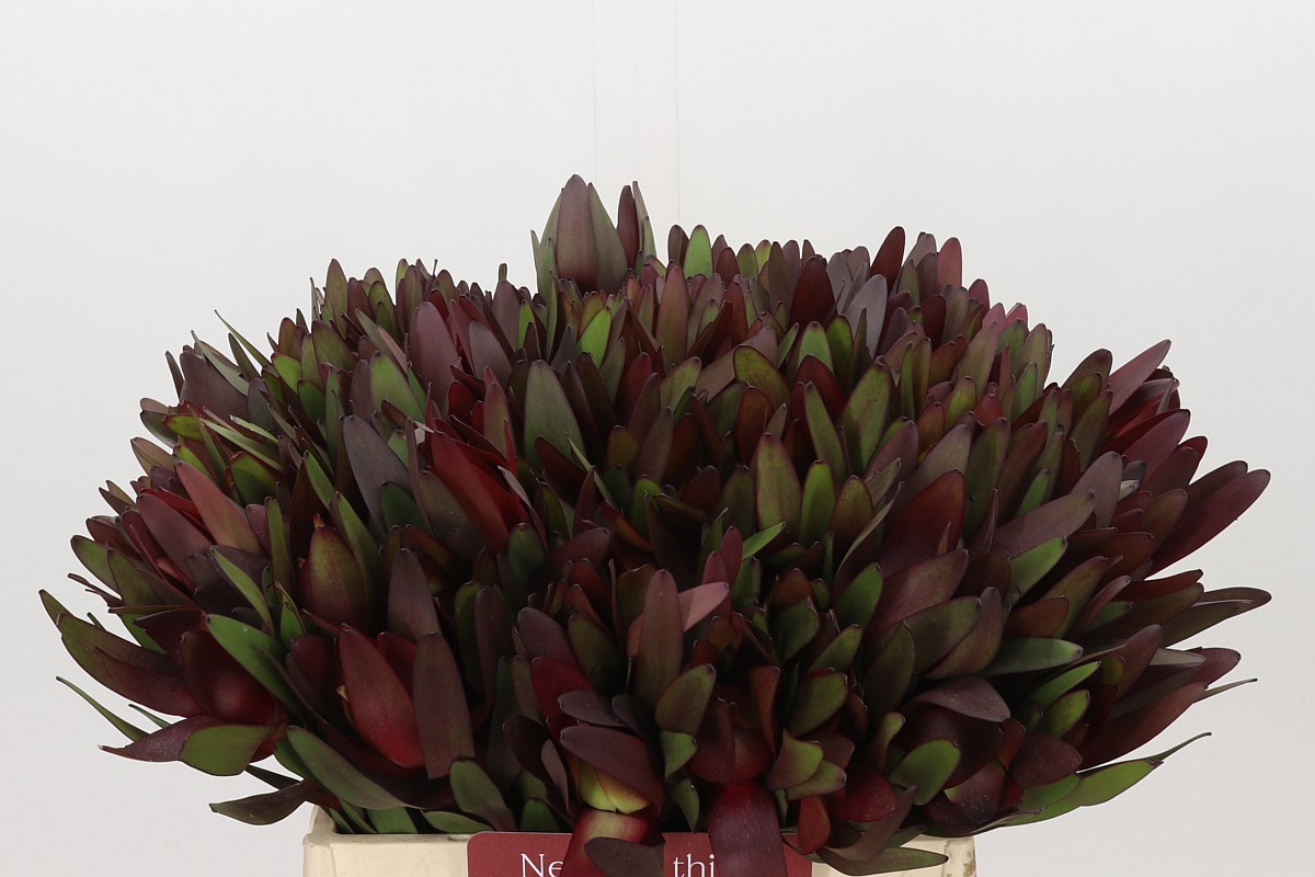 Leucadendron Safari Sunset 40cm