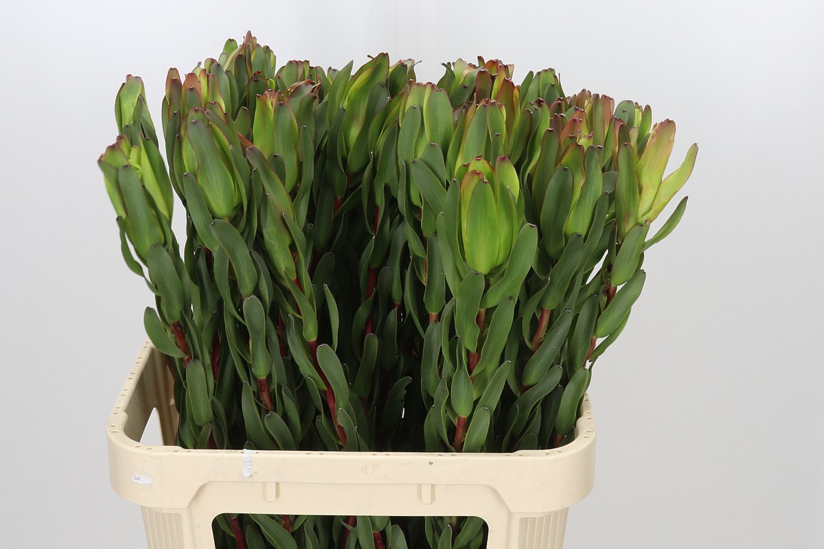 Leucadendron Laurel Ylw 80cm