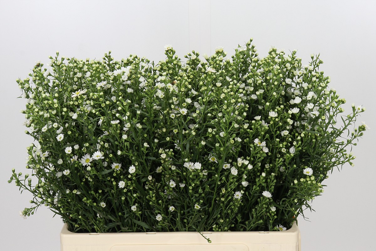 Aster Paquita 60cm 15gram