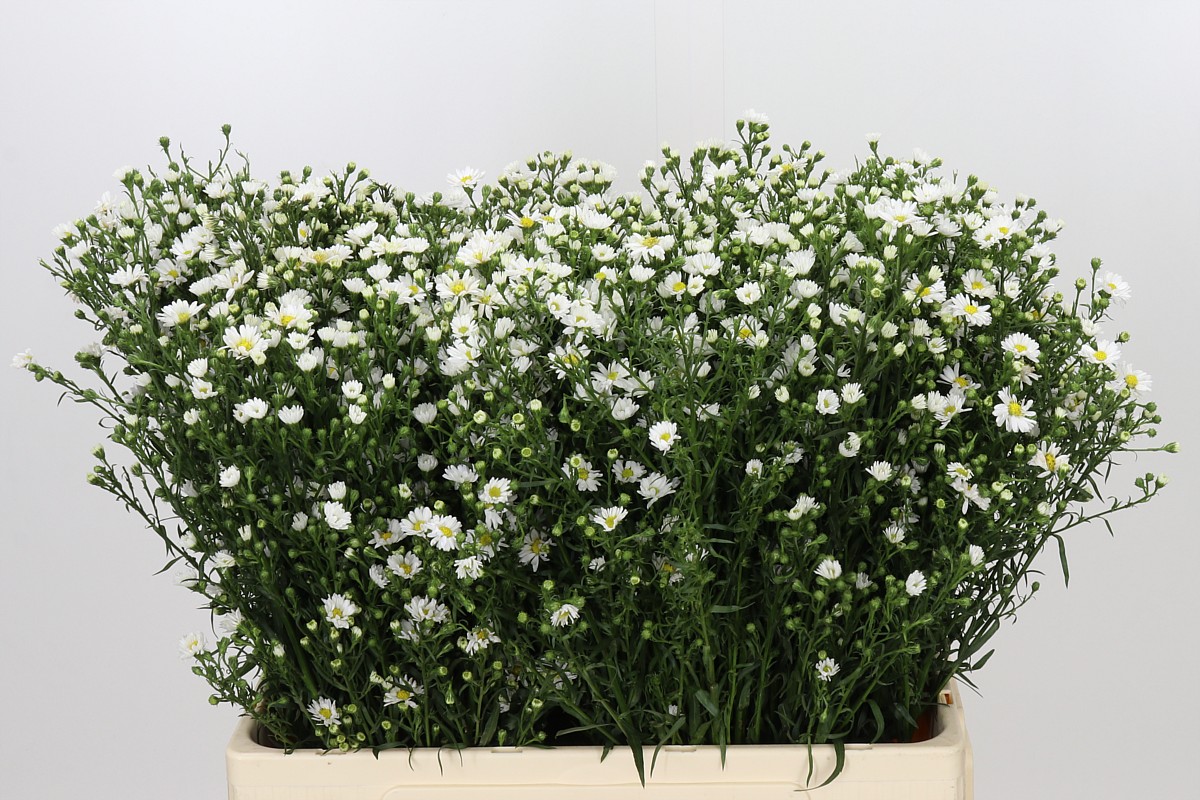 Aster Paquita 60cm 20gram