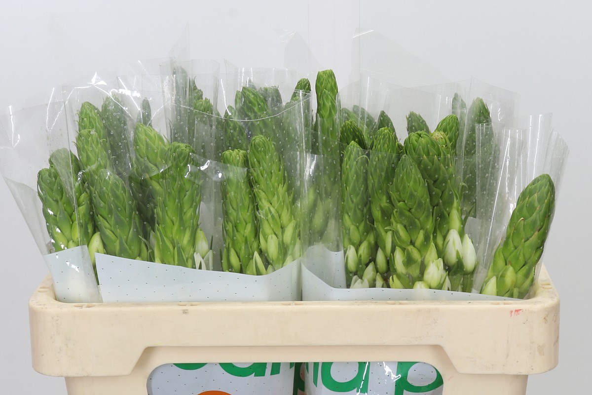 Ornithogalum Milky Way 50cm