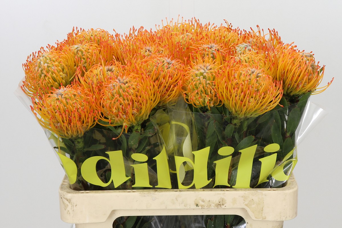 Leucospermum Ayoba Sun 60cm
